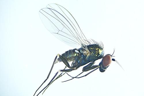 Medetera truncorum